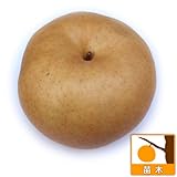 梨（ナシ）：愛宕（あたご）4号ポット[晩生の巨大果日本梨][苗木]