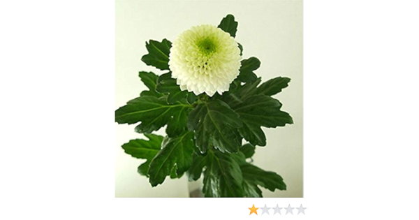 Amazon Puriza 生花 ピンポン菊 ピンポンマム 色セレクト ポンポン咲き 菊 切り花 生け花 アレンジ お供え 仏壇 5本 スーパー白 フラワーアレンジメント オンライン通販