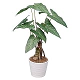 光触媒・人工観葉植物 カラジューム 黒(鉢の色)