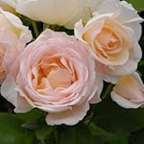 バラ苗 薫乃（かおるの） 国産大苗裸苗 フロリバンダ(FL) 四季咲き中輪 ピンク系