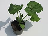 岩手県産 栗かぼちゃ 苗 (実生)