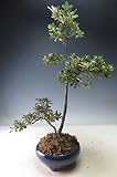 盆栽　花芽付き！深山キリシマツツジ（満月)の鉢植え【現品】　2018春開花予定