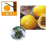 パッションフルーツ（クダモノトケイソウ）：イエロー3.5号 2株セット ノーブランド品