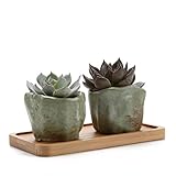 T4U スプリングシリーズ NO.1 ＆ NO.6 多肉植物、サボテン鉢 プランター容器 竹製トレイ付き グリーン 2点入り