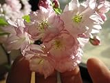 2015年に咲く桜　　とても　綺麗な　八重桜　　楊貴妃桜といいます。　　桜のお花は人を　笑顔にする力があります。