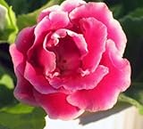 2016 Promotion Hot Sale Very Easy Sementes Gloxinia Seeds ( Mixing ) Flower Pot Planters Garden Bons