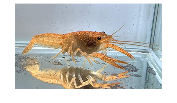 Amazon アメリカザリガニ 赤 S 生体 オリジナル 観賞魚 水中生物 通販