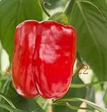 200pcs/bag Organic Rainbow Bell Pepper seeds(chili seeds),mixd colour ,vegetable seeds Non-GMO plant