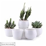 T4U 6/7/7 CM 陶器鉢 コレクションNO.31 多肉植物、サボテン鉢 フラワーポット プランター容器 白 6個セット
