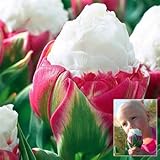 3 seeds Cabbage Rare tulip seeds. Aroma tulip pl