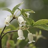 白花ヨウラクツツジ 3寸ポット苗