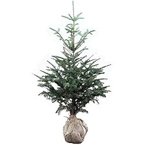 オリバ　樹高200センチ　もみの木　モミの木　庭木　直接引き取り歓迎 オリバ様専用 樹高200センチ もみの木 モミの木 庭木 直接