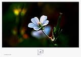 熊野の「花」（リーブル出版）