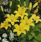 スカシユリ球根　小輪多花　　イエローココット　２球入