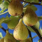 イチジク：ジャンボイチジク4号ポット[フランス原産の最大級のいちじく・夏秋兼用種][苗木] ノーブランド品