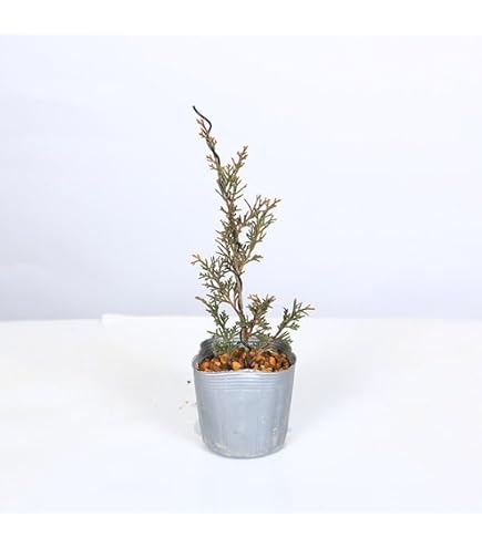 真柏盆栽用素材　うねり　木　良し Amazon｜真柏盆栽用素材 うねり 木 良し｜観葉植物 オンライン通販