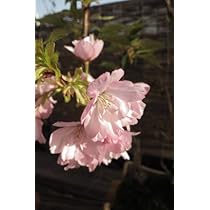 Amazon.co.jp: 旭山桜 苗 サクラ苗 八重咲きの お花で 春には お