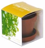 タイニィタイニィプラント コーンサラダ