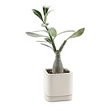 T4U 7.5CM 陶器鉢 カメオブラウンシリーズ スクエア 多肉植物 サボテン鉢 フラワーポット プランター容器 受け皿付き ベージュ