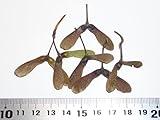 【モミジ・カエデの種】ハウチワカエデ・マイクジャク（舞孔雀） 種子10粒 Fern-leaved full-moon maple 10 seeds ～ 国内仕入れ品 ～