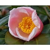 椿(ツバキ)の苗木 西王母