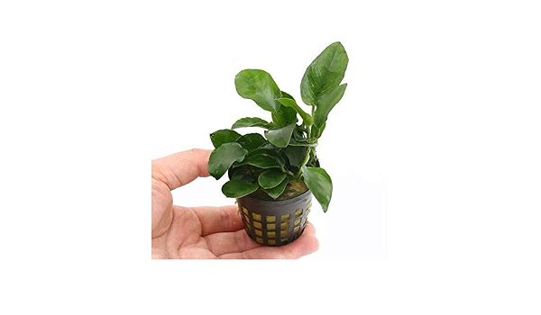 Amazon 水草 アヌビアスナナ １ポット分 水草その前に １ｇ ２ｌ用 本州四国限定 Charm チャーム 生体水草 通販
