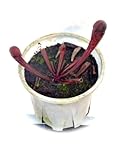 食虫植物　Sarracenia xFormosa（サラセニア　フォルモサ）　野外栽培品
