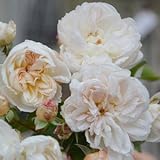 バラ苗 アリアドネ 国産大苗オリジナル角鉢6号 四季咲き 中輪 白系 ロサ オリエンティス