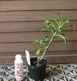 プルメリア （プディカ） ポット植え