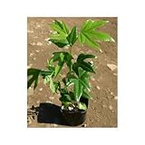 カクレミノ苗 3号ポット