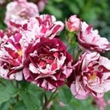 バラ苗 ニューイマジン 国産大苗ドリュオリジナル角鉢6号 四季咲き中輪 複色系 フレンチローズ（ドリュ）