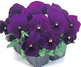 20種子/滝ライトパープルハングダウン哀れむパンジーの種子庭の装飾盆栽花の種子を詰めます