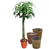 パキラ スタンダード 10号サイズ【バスケット(鉢カバー) 付き】 バスケット02