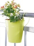 my Balconia バッキーフラワー ライムグリーン