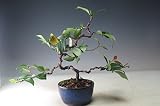 盆栽　花芽付き！におい椿（品種不明　ピンク）の鉢植え盆栽【現品】 2018早春開花予定