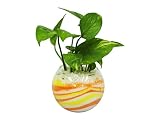 花市場直送便 ポトス(カラーサンド植え) バブルボール10cm 黄色/オレンジ