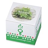 Euvo Design Potted Plant スペアミント PP10868