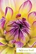 Address Book.: (Flower Edition Vol. C83)Glossy and Soft Cover, Large Print, Font, 6" X 9" for Contacts, Addresses, Phone Numbers, Emails, Birthday and More.