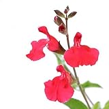 (観葉)ハーブ苗 セージ チェリーセージ 3号(1ポット) 家庭菜園 本州・四国限定[生体]