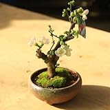 小品盆栽：品種が選べる春放花(瀬戸焼鉢)*木瓜 (祝錦)