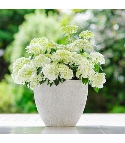 Amazon｜紫陽花 大鉢8号 ラグランジア ブライダルシャワー｜観葉植物