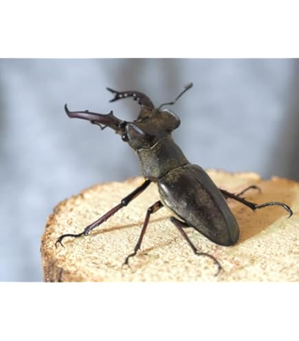 ⭐️サキシマヒラタ♂標本大型⭐️ Amazon | 【生体】サキシマヒラタクワガタ 25㎜UP 成虫 ペア