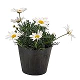 花市場直送便 花苗 マーガレット 白 8入