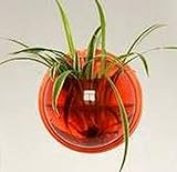 SACHI 壁掛け アクアリウム 観葉植物 を入れて インテリア にも (小, 赤)