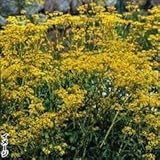 国華園　花たね 名古屋おみなえし 1袋(20粒)【※発送が国華園からの場合のみ正規品です】