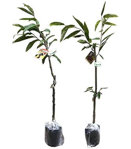 Amazon.co.jp: 栗苗木 ぽろたんとぽろすけ 受粉樹セット 1年生接木苗