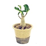 (株) 赤塚植物園 ① NSD アデニウム ラカトーン　B0060　（Socotranaum Golo Bell） ※陶器鉢（色指定不可）