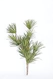 花木屋 高野槇（こうやまき・コウヤマキ)の切り枝 60cm　M品　2本組み