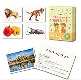 知育カード 果物 50枚 防水