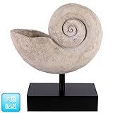 FRP　オウムガイの殻(大) / Nautilus Shell Large　【恐竜オブジェ　博物館オ